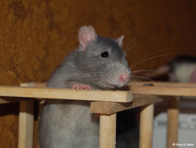 DSC_0081.jpg
