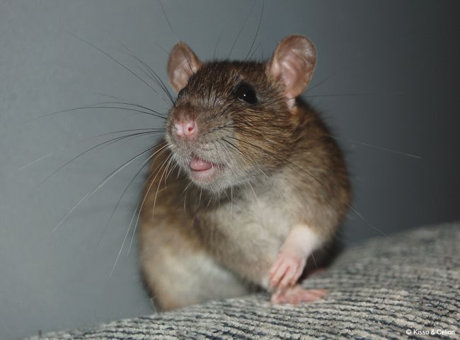 DSC_0016.jpg