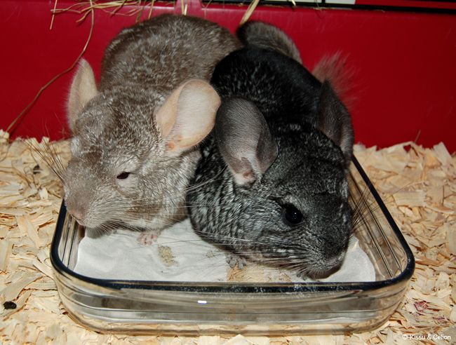 DSC_0011.jpg