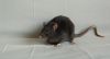 DSC_0112.jpg