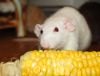 DSC_0111.jpg
