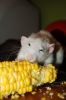 DSC_0157.jpg