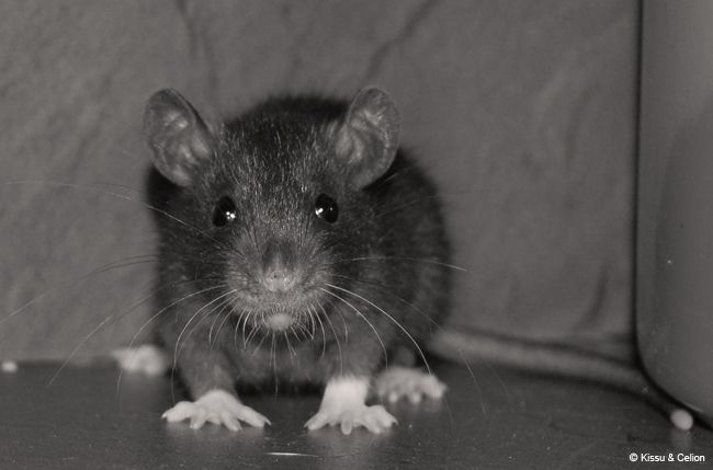 DSC_0085.jpg