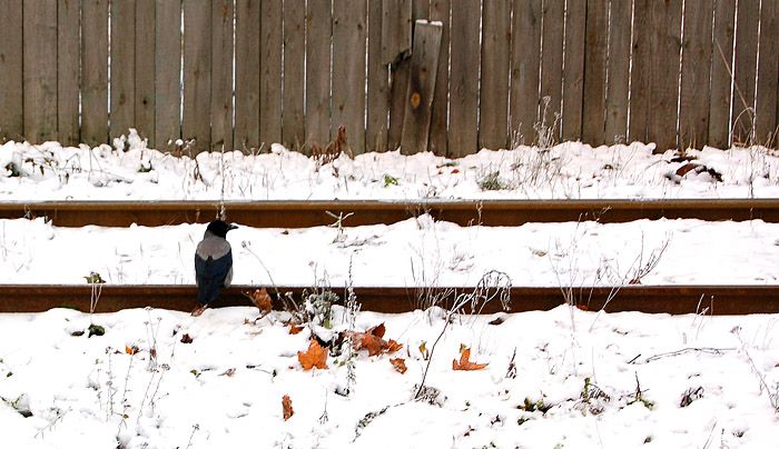 DSC_0060.jpg
