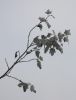 DSC_0064.jpg