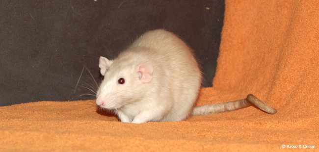 rott2.jpg