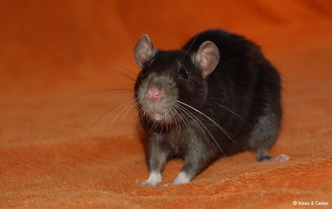 rott5.jpg