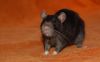 rott5.jpg