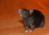 rott6.jpg