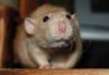 DSC_0052.jpg