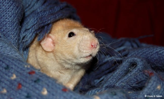 DSC_0019.jpg