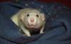 DSC_0116.jpg