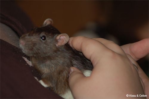 kaisurott.jpg