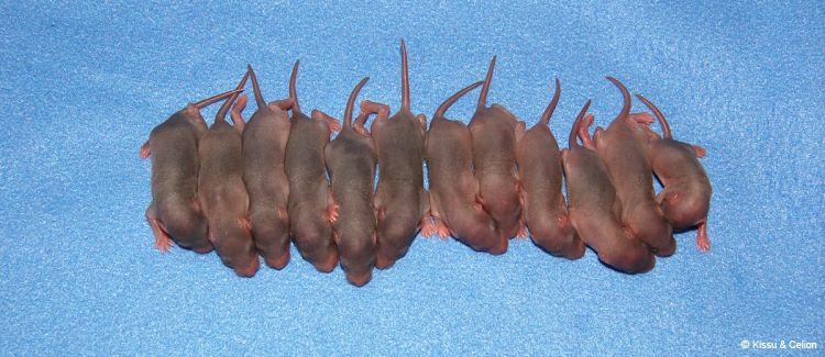 6-pÃ¤evased
