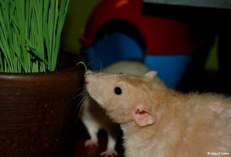 DSC_0003~5.jpg