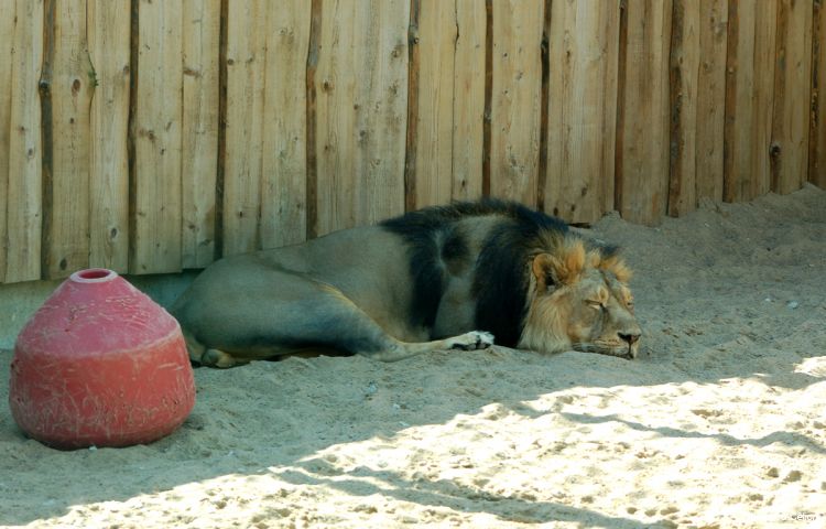 DSC_0245.jpg