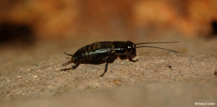 DSC_0406.jpg