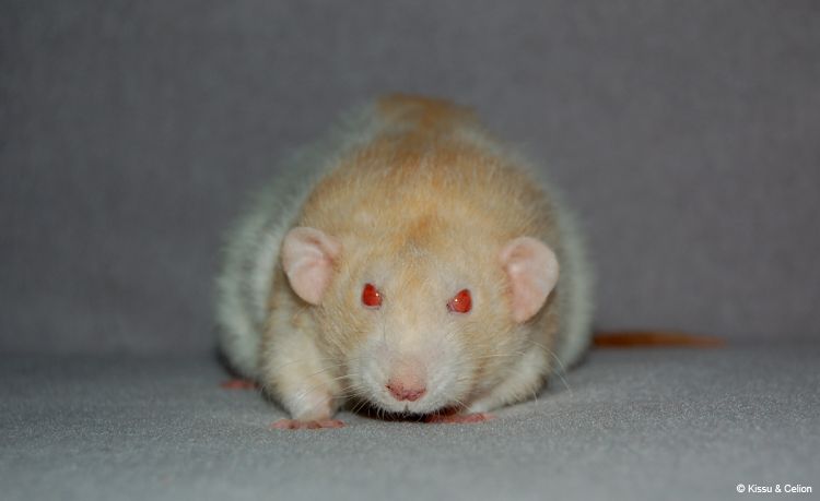DSC_0441.jpg
