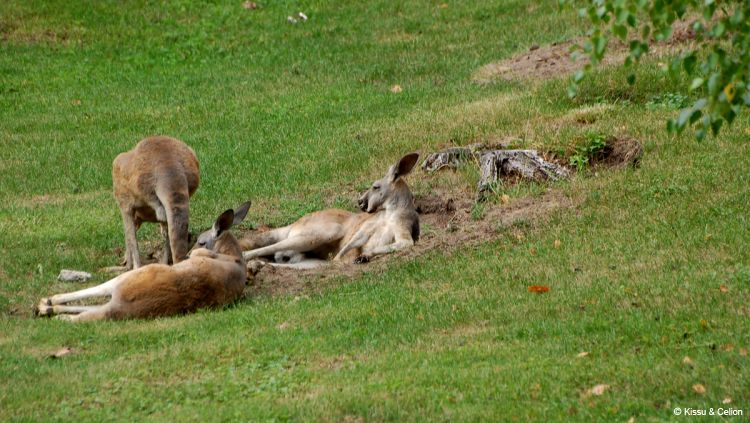 DSC_0457.jpg