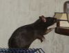 DSC00988.jpg
