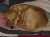 Filename=DSC01174.jpg
Filesize=203KiB
Dimensions=616x462
Date added=Jan 02, 2007 DSC01174.jpg