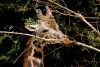 DSC_0006~7.jpg
