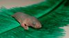 DSC_0011~11.jpg