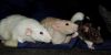 DSC_0017~6.jpg
