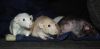DSC_0023~5.jpg