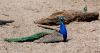 DSC_0056~3.jpg