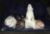 DSC_0056~4.jpg