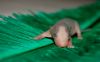 DSC_0063~5.jpg