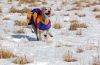 DSC_0106~7.jpg