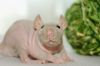 DSC_0120~9.jpg