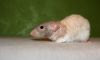 DSC_0129~3.jpg