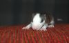 Filename=DSC_0130~5.jpg
Filesize=73KiB
Dimensions=1200x760
Date added=Aug 15, 2012 DSC_0130~5.jpg