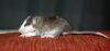 Filename=DSC_0131~6.jpg
Filesize=82KiB
Dimensions=1200x567
Date added=Aug 15, 2012 DSC_0131~6.jpg