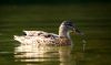 DSC_0151~4.jpg