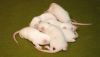 DSC_0162~4.jpg