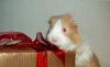 DSC_0170~11.jpg