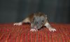 Filename=DSC_0194~13.jpg
Filesize=91KiB
Dimensions=1200x740
Date added=Aug 15, 2012 DSC_0194~13.jpg