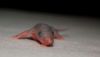 DSC_0211~4.jpg