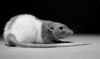 DSC_0222~3.jpg