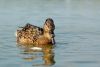DSC_0226~5.jpg