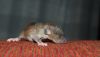 DSC_0249~2.jpg