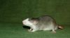 DSC_0278~4.jpg