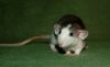 DSC_0296~4.jpg