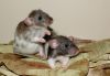 DSC_0307~5.jpg