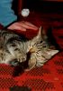 Filename=DSC_0323~0.jpg
Filesize=183KiB
Dimensions=848x1200
Date added=Oct 17, 2011 DSC_0323~0.jpg