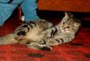 Filename=DSC_0330~0.jpg
Filesize=193KiB
Dimensions=1200x827
Date added=Oct 17, 2011 DSC_0330~0.jpg